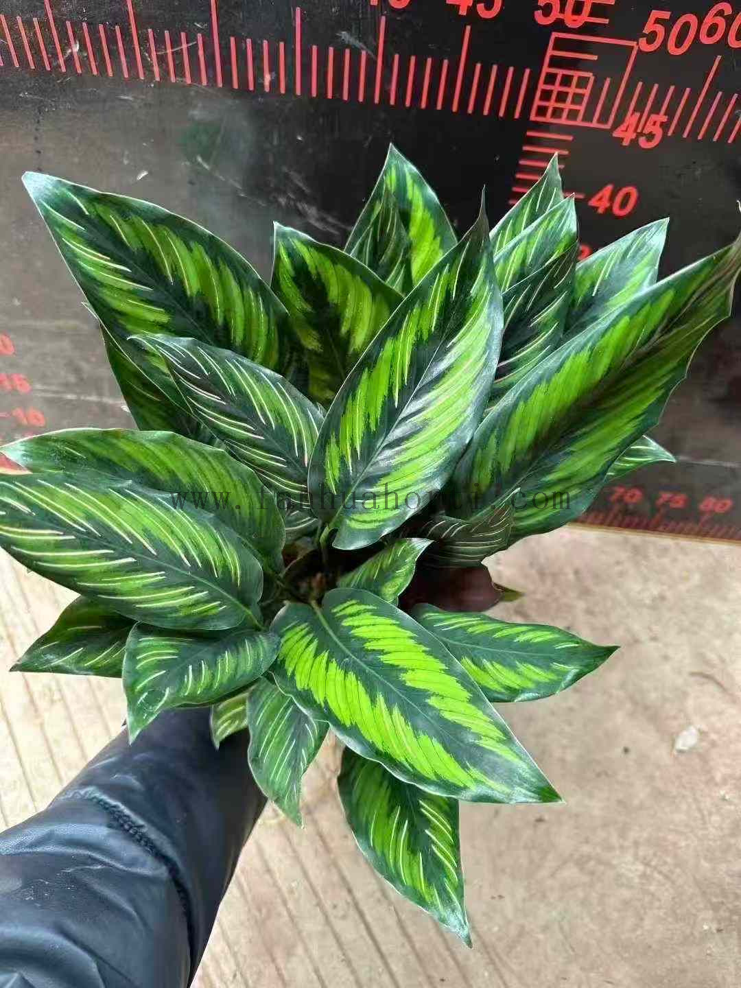 Beautiful Star Calathea