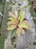 Starshining Aglaonema