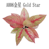 Gold Star Aglaonema