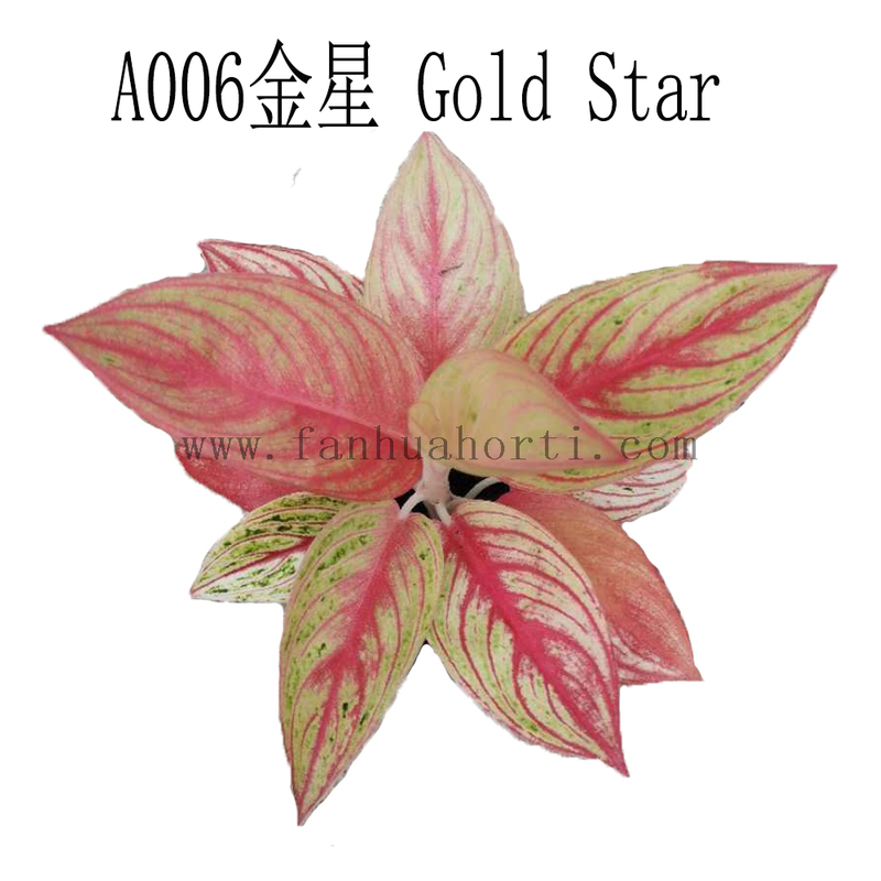 Gold Star Aglaonema