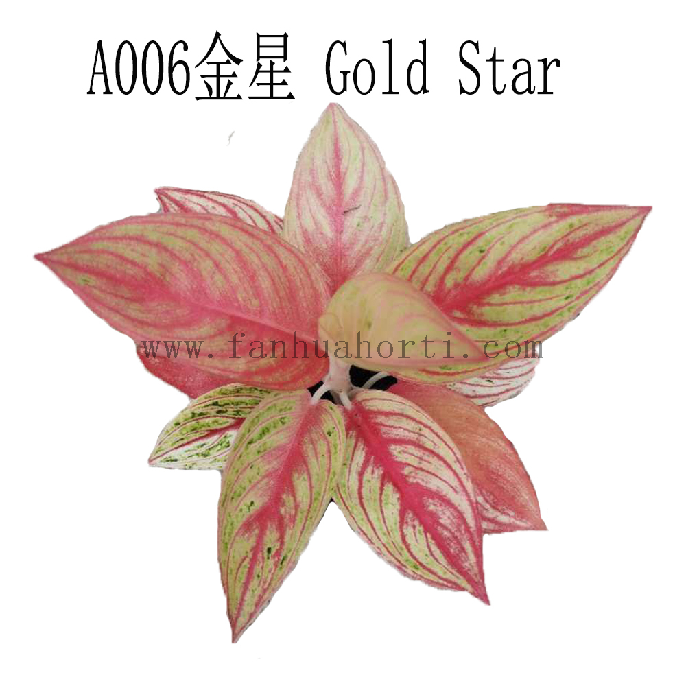 Gold Star Aglaonema