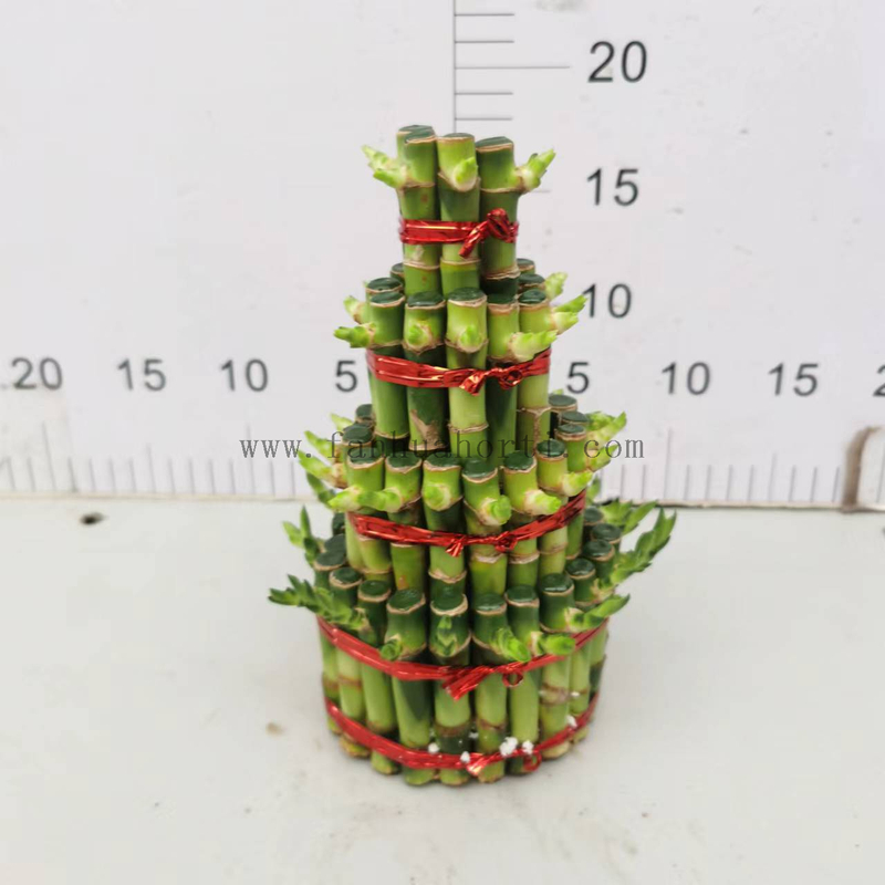 small 4 layers lucky bamboo 