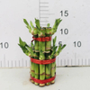 Small 2 layers lucky bamboo