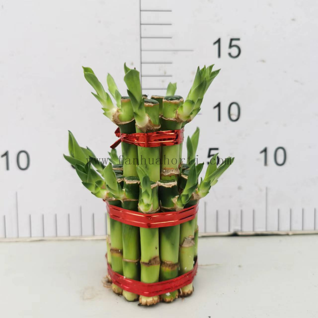 Small 2 layers lucky bamboo