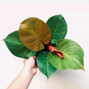 Philodendron