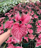 Caladium desert sunset