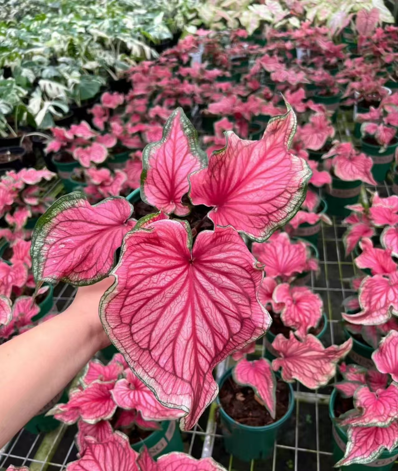 Caladium desert sunset