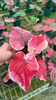 Caladium desert sunset