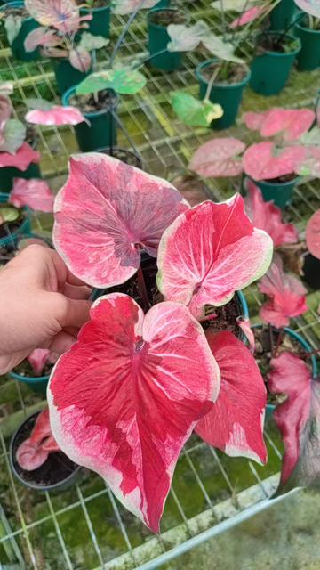 Caladium desert sunset