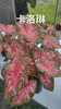 Caladium caroline tree plum gingeread sequence white column princess castle annie