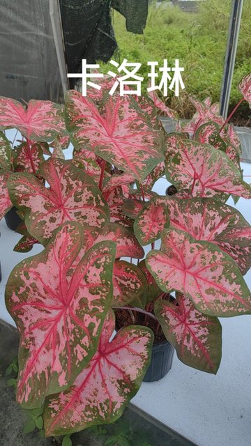 Caladium caroline tree plum gingeread sequence white column princess castle annie