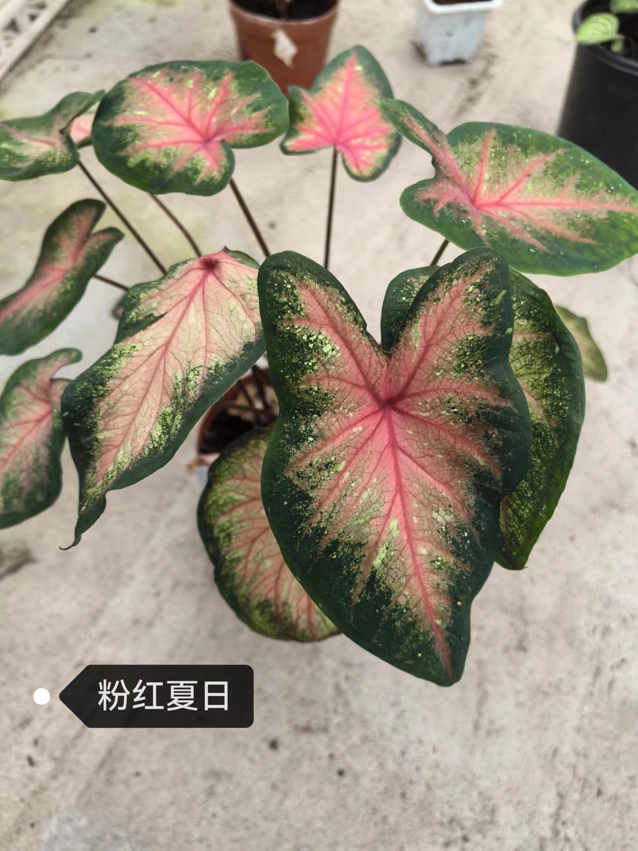 Caladium bicolor Pink summer tapestry froth rosebud Pink beauty lava