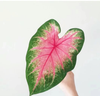 Caladium bicolor Pink summer tapestry froth rosebud Pink beauty lava