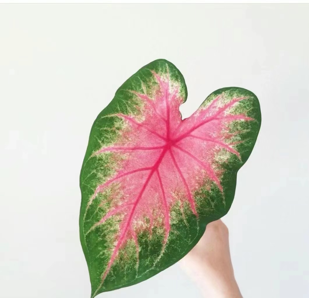 Caladium bicolor Pink summer tapestry froth rosebud Pink beauty lava