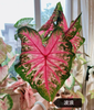 Caladium Facing Sun Firemen Red Wine Cherry Aquaman Wave Bicolor Blushing Bride
