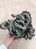 Begonia 'Fireworks' 0.3G YANHUO