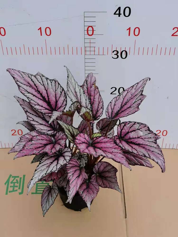 Begonia 'Benitochiba' danxia 0.3G