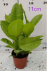 Shivereana Ficus