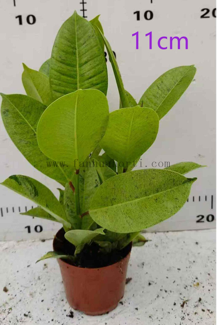Shivereana Ficus