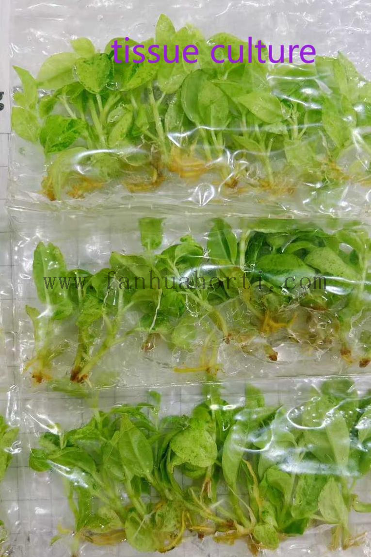 组培雀斑