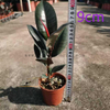 Burgundy Ficus