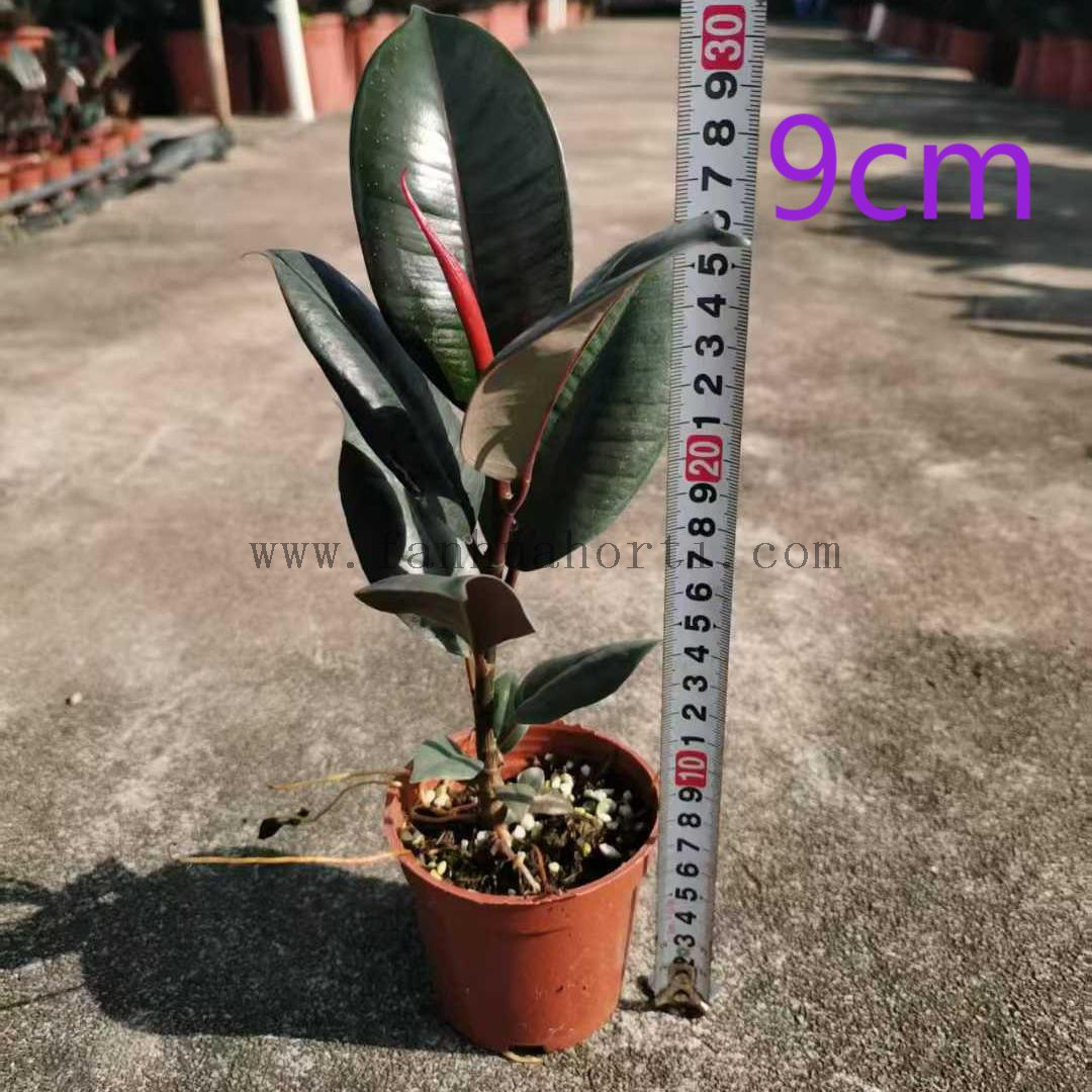 Burgundy Ficus