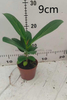 Audrey Ficus 