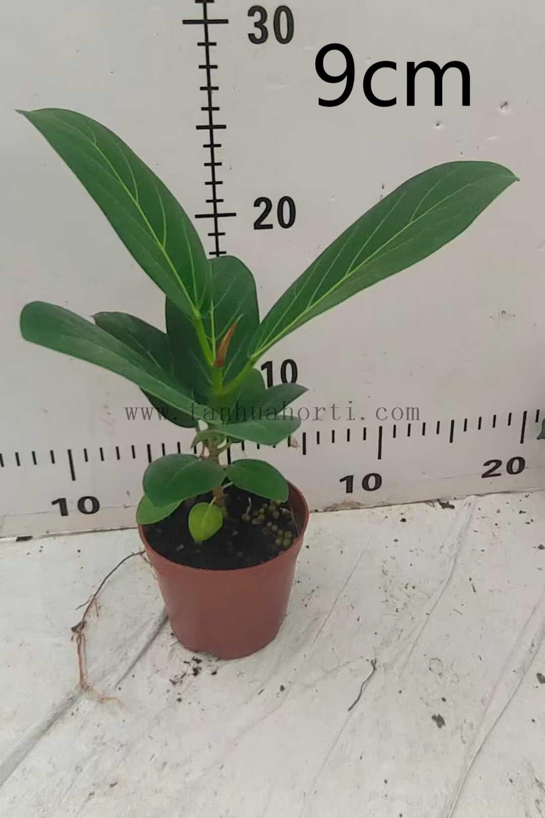Audrey Ficus 