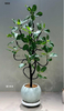 Audrey Ficus for Indoor