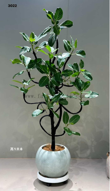 Audrey Ficus for Indoor