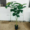 Umbellata Ficus for indoor