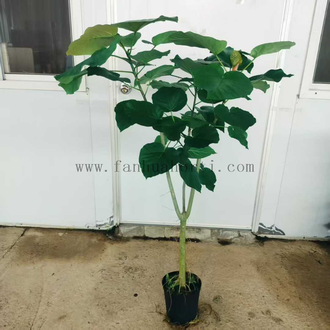 Umbellata Ficus for indoor