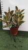Tineke Ficus 
