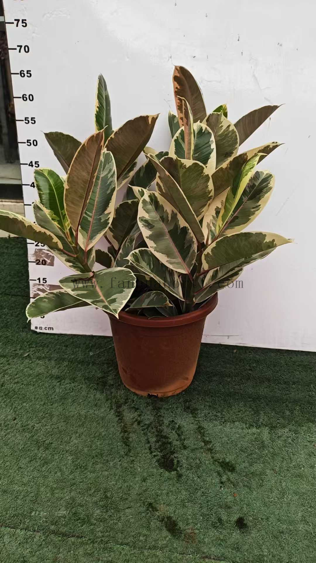Tineke Ficus 
