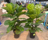 Lyrata bambino Ficus f
