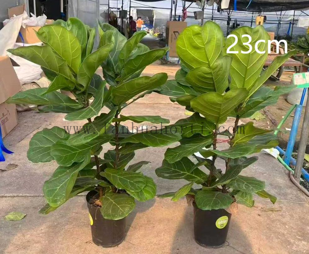 Lyrata bambino Ficus f