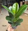 Sofia Ficus 