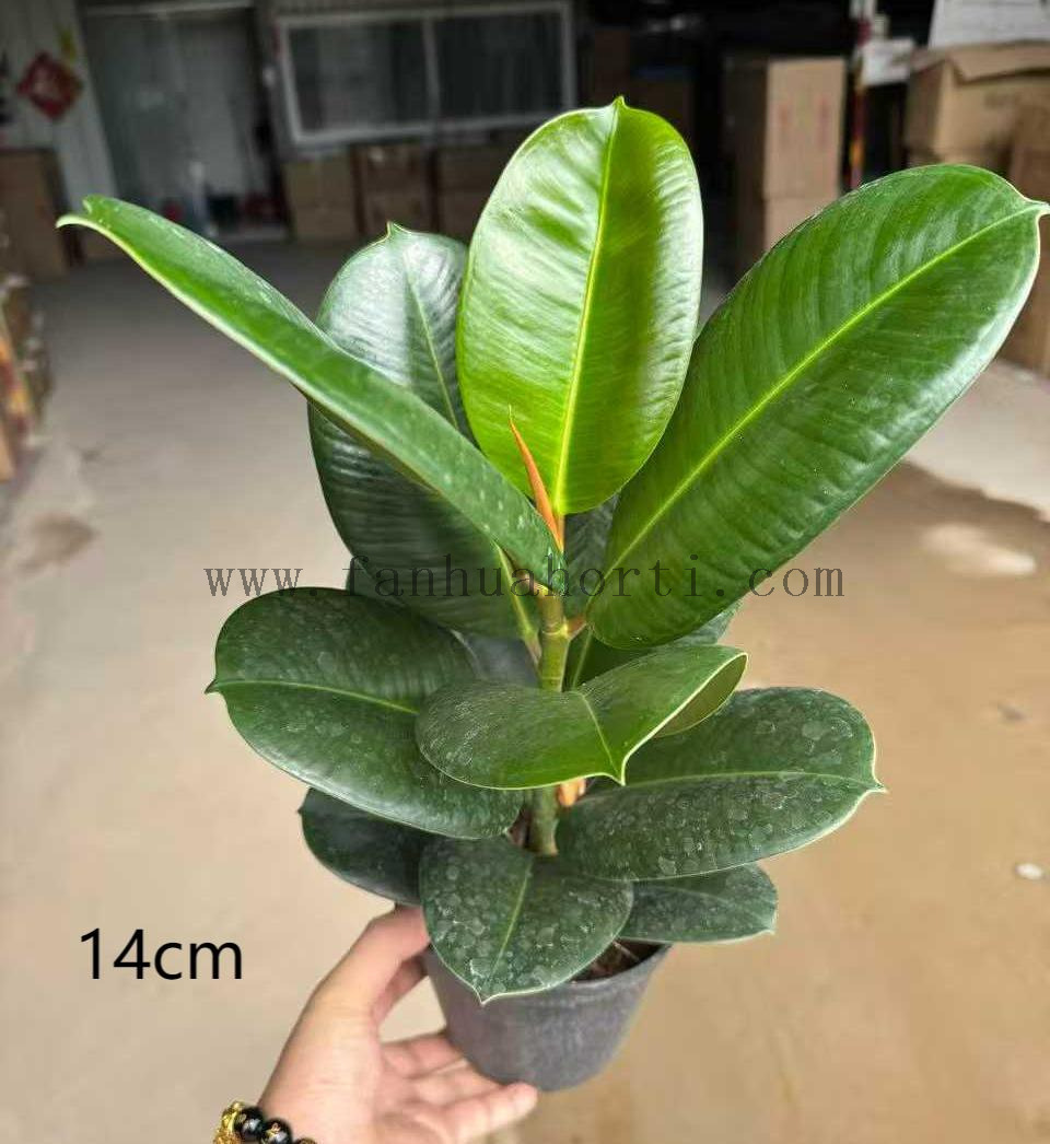 Sofia Ficus 