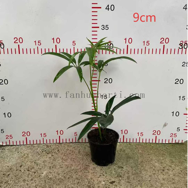 Hawaiian Schefflera