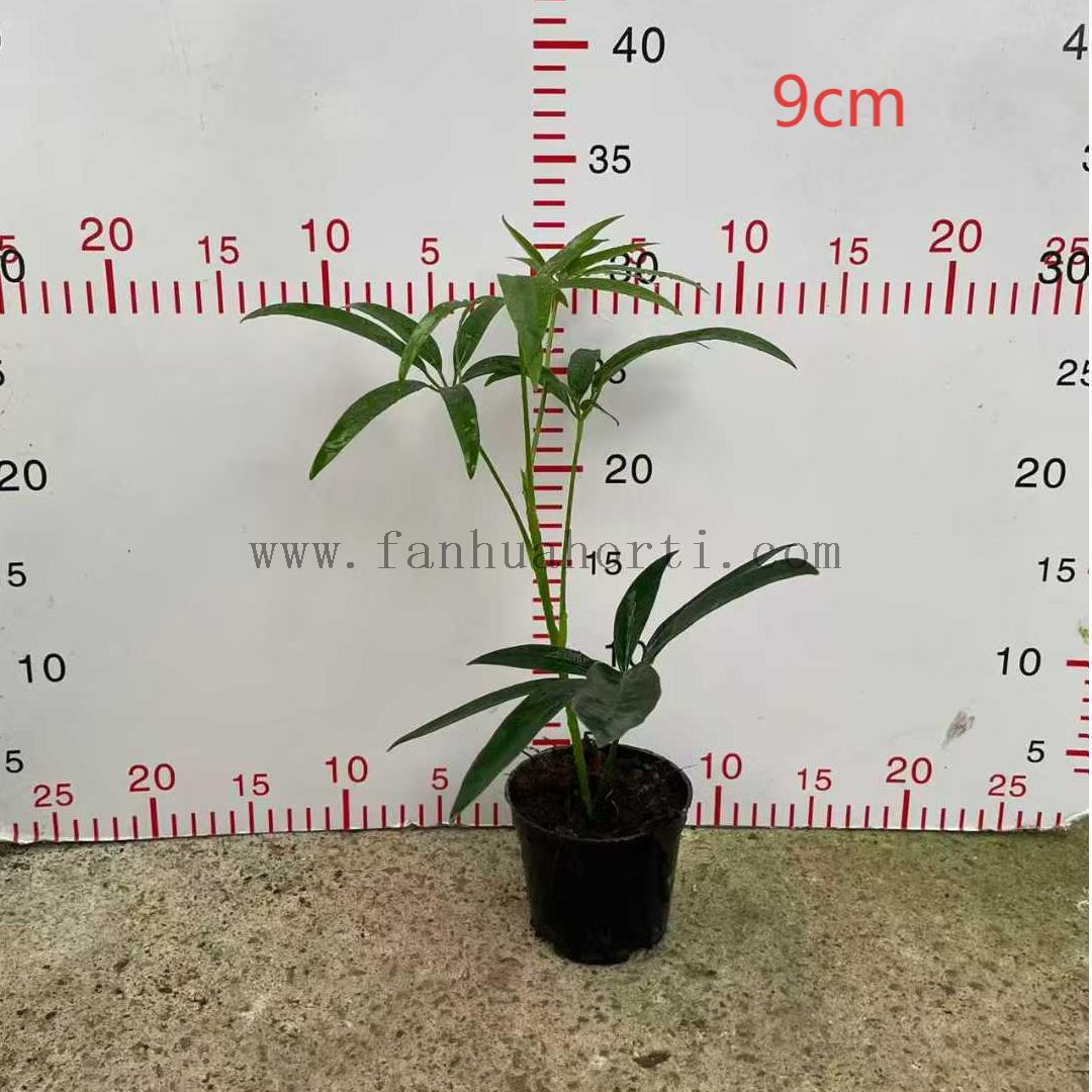 Hawaiian Schefflera