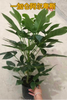 Alpine Schefflera