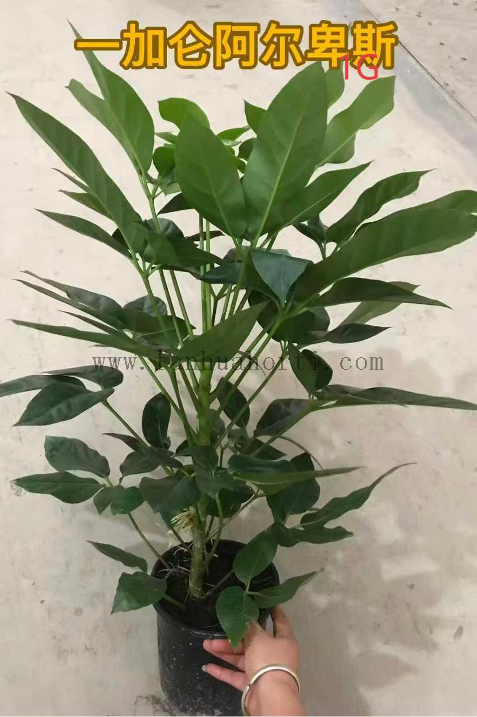 Alpine Schefflera