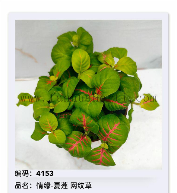 Fittonia 80#