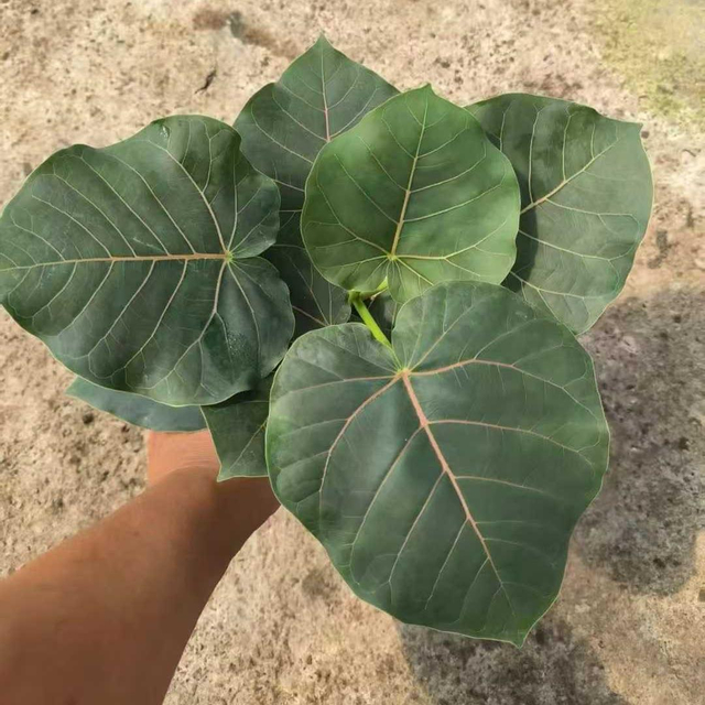Petiolaris Ficus