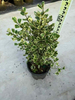 Trangularis Ficus