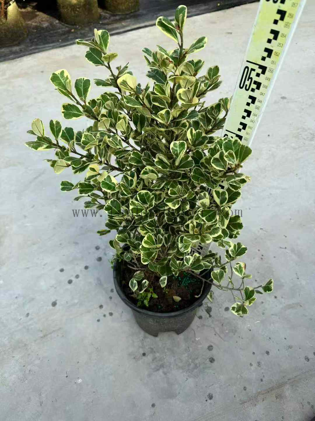 Trangularis Ficus