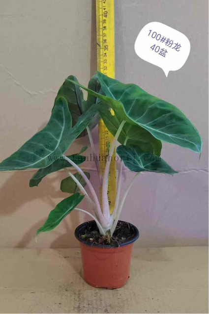  Pink Dragon Alocasia