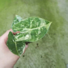 Variegata Frydek Alocasia 