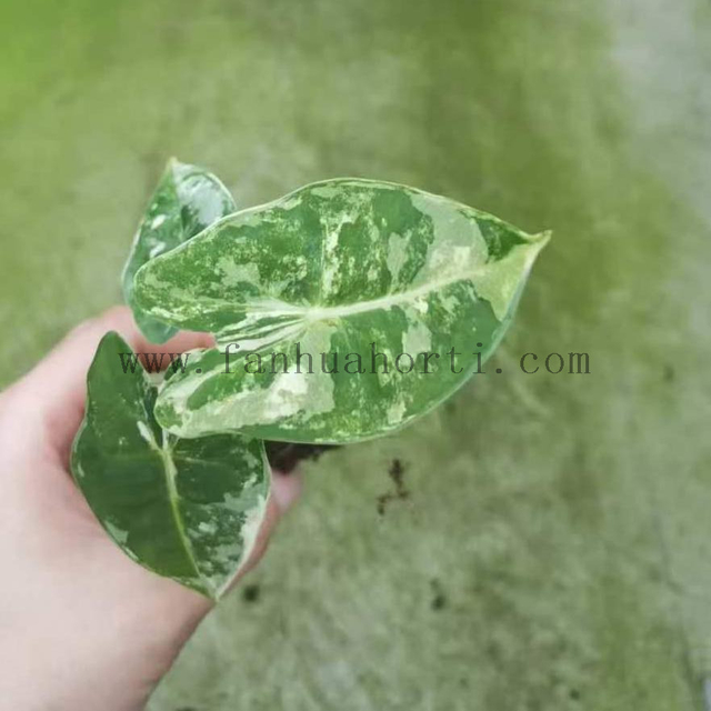 Variegata Frydek Alocasia 