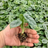 SILVER DRAGON Alocasia 
